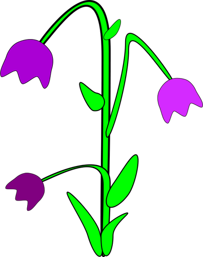 Bellflower vector graphics