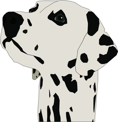 Dalmatian dog portrait vector image