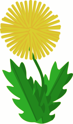 Dandelion flower vector image