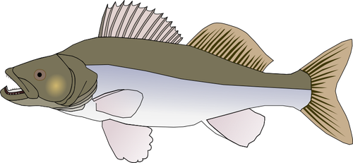 サンダー魚ベクトル