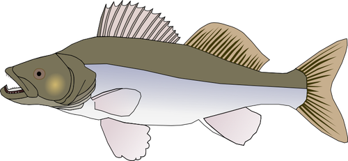 Sander fish vector