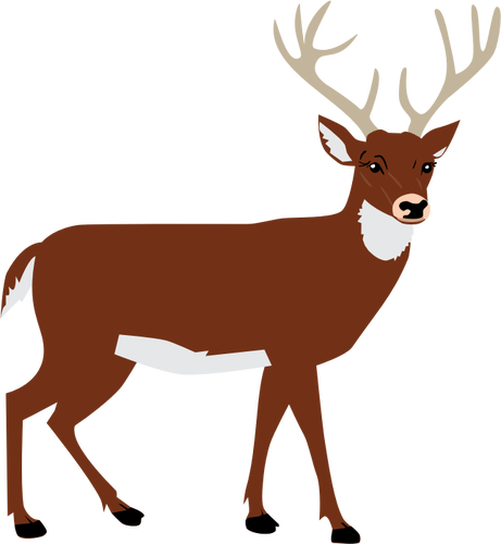 Cerfs mâles