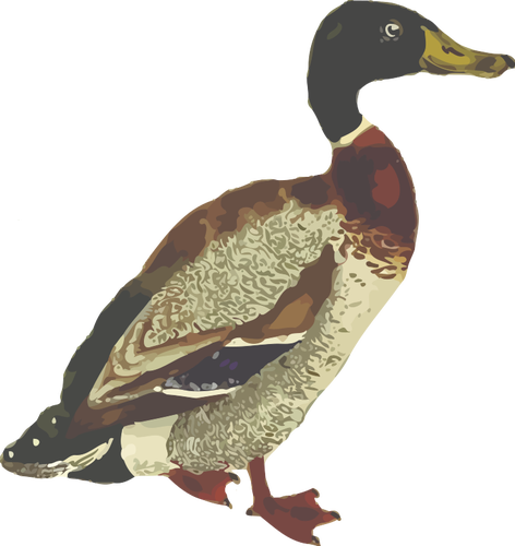 Mallard bird in full color graphics