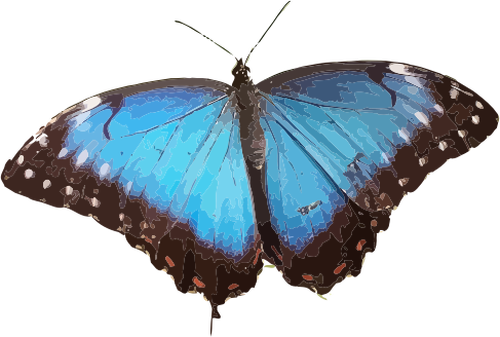 Modrý motýl ilustrace