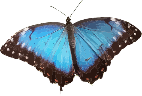 Blue butterfly illustration