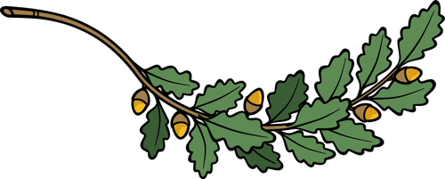 Dubové větve vektorový obrázek