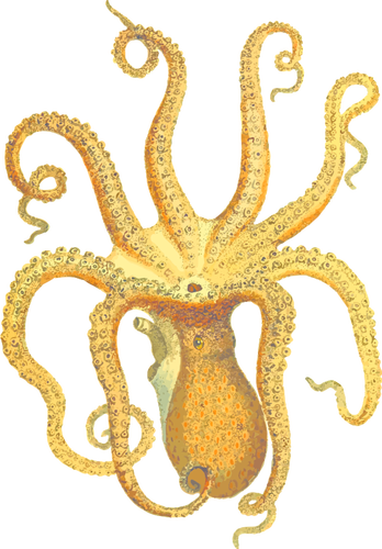 Octopus Illustration