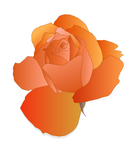 Oranje rose