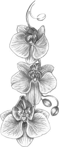 Dibujo de orquídea