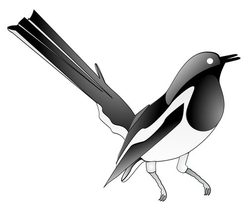 Drawing of oriental magpie-robin