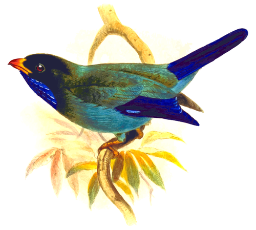 Orientální dollarbird