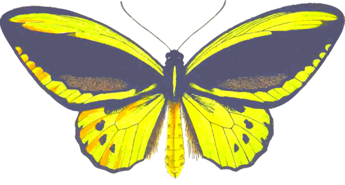 Birdwing motýl