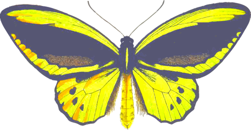 Ornithoptera sommerfugl