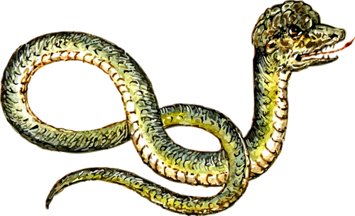Erikoinen käärme