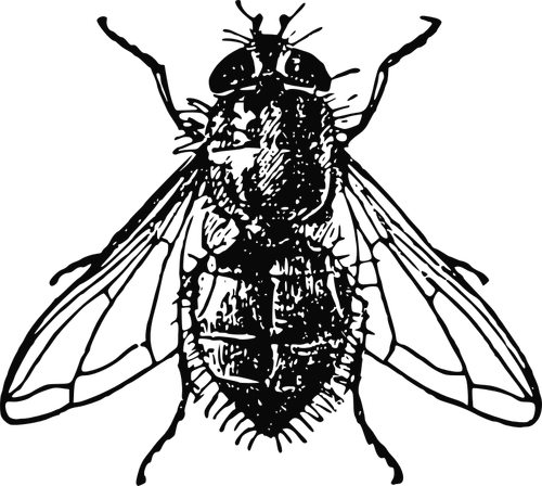 Illustration vectorielle mouche domestique