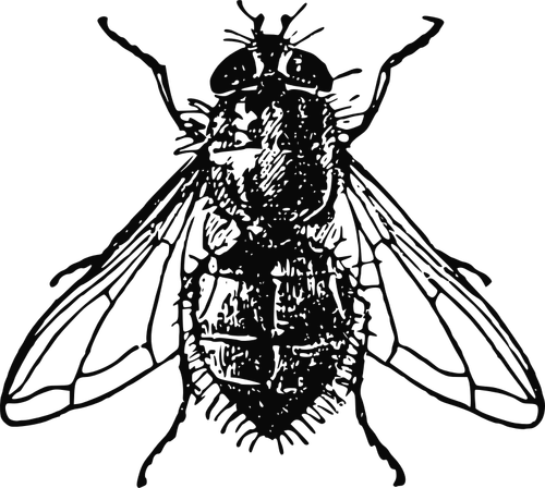 Housefly vector illustration