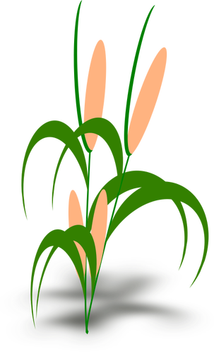 Vectorillustratie van plant met cobs