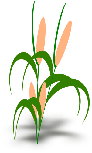 植物の穂軸のベクトル イラスト パブリックドメインのベクトル