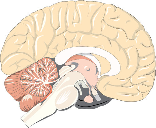 Cerveau réaliste