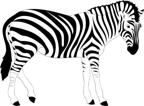  Zebra  hewan  Domain publik vektor