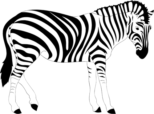 Animale della zebra