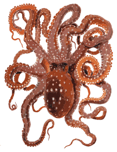 Vektor Klipart červené chobotnice