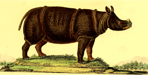 Rhinoceros in nature