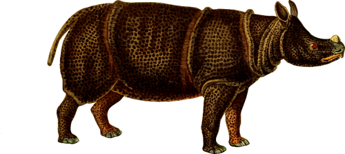 Rhinoceros vector image