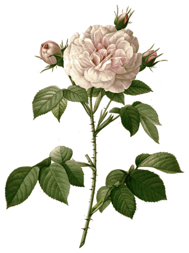 Divoká růže s trny
