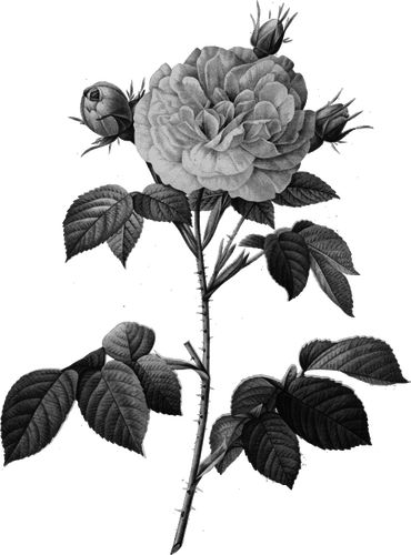 Růže v šedé