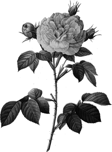 Rose in gray scale