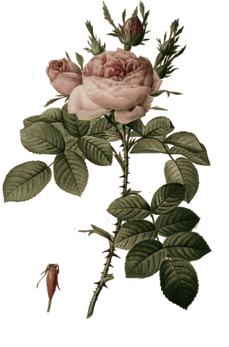 Rosa Knospen und Blüten