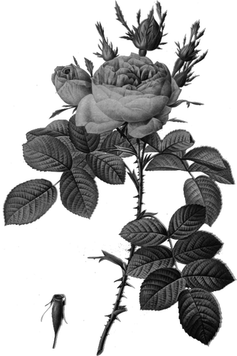 灰色臀部玫瑰和玫瑰