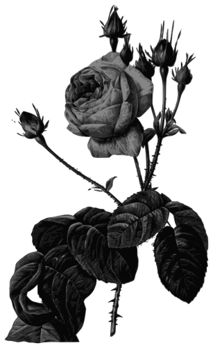 Rosas em escala de cinza