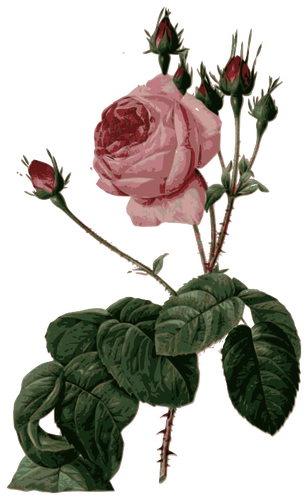 Расцвела розовая роза с листьями