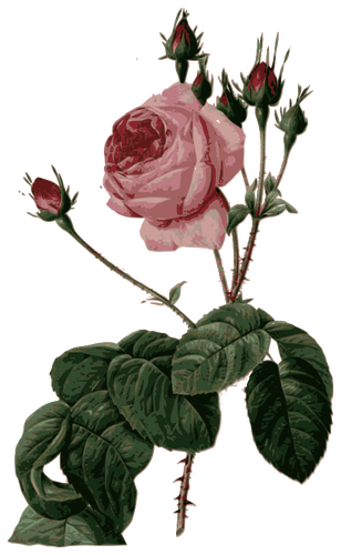 Blossomed pink rose with leaves