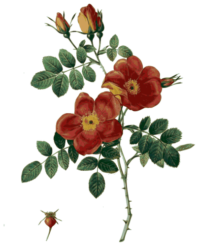 야생 붉은 장미 꽃
