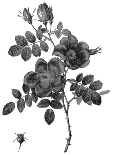 Rosebuds 장미
