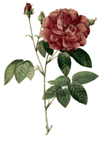 وردة برية في زهر