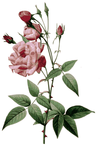 Колючий розы