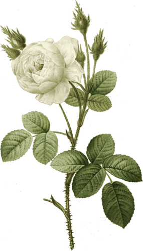Белые розы с шипами