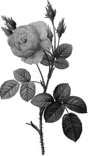 単一の灰色のバラ