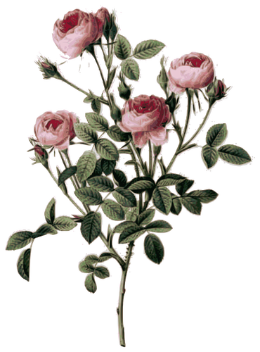Mawar kuncup merah muda pucat