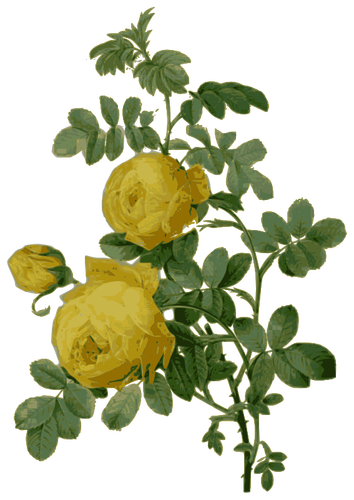 Divoké růže v žluté barvě