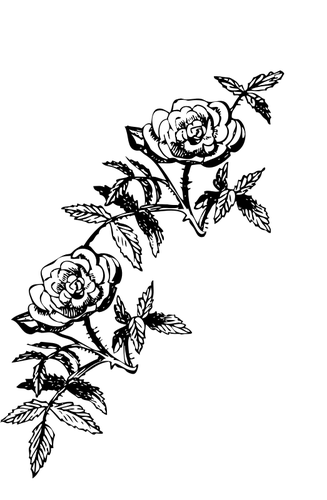 Rose decoration