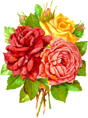 Žluté a červené růže