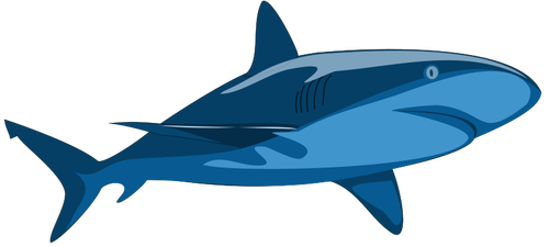 Obraz čistý žralok