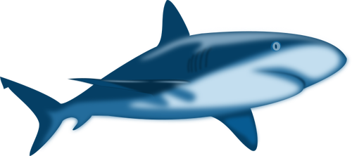 阴影的鲨鱼