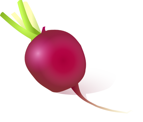 Vector image of radish