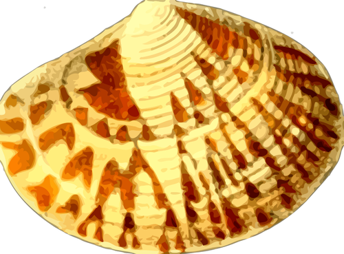 Gelige sea shell